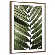 framed-print-brown-walnut-matted