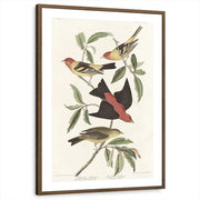 framed-print-brown-walnut-matted