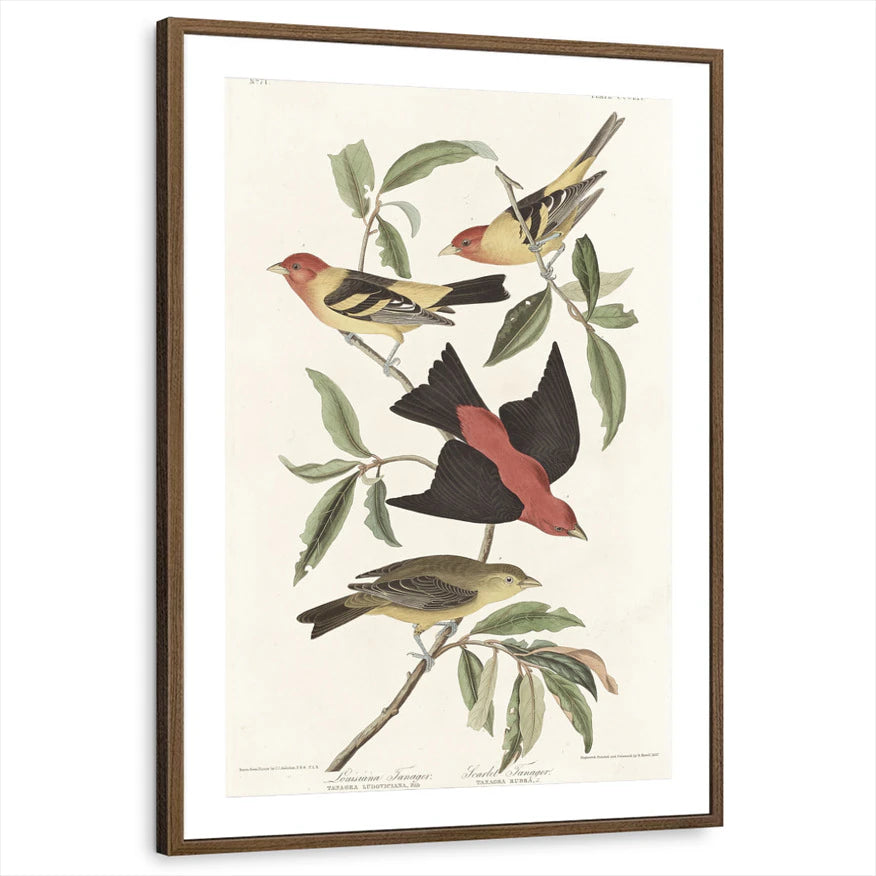 framed-print-brown-walnut-matted