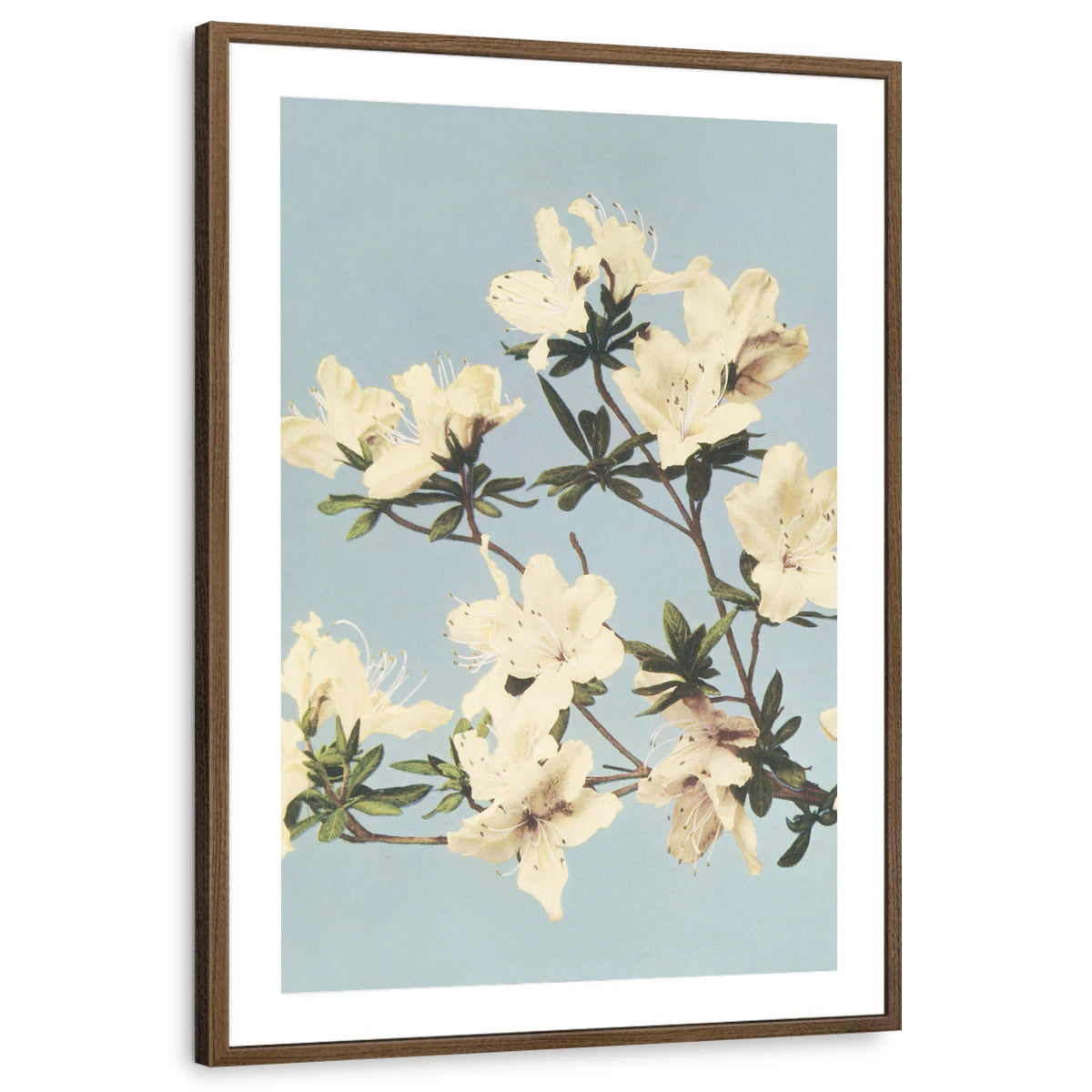 framed-print-brown-walnut-matted