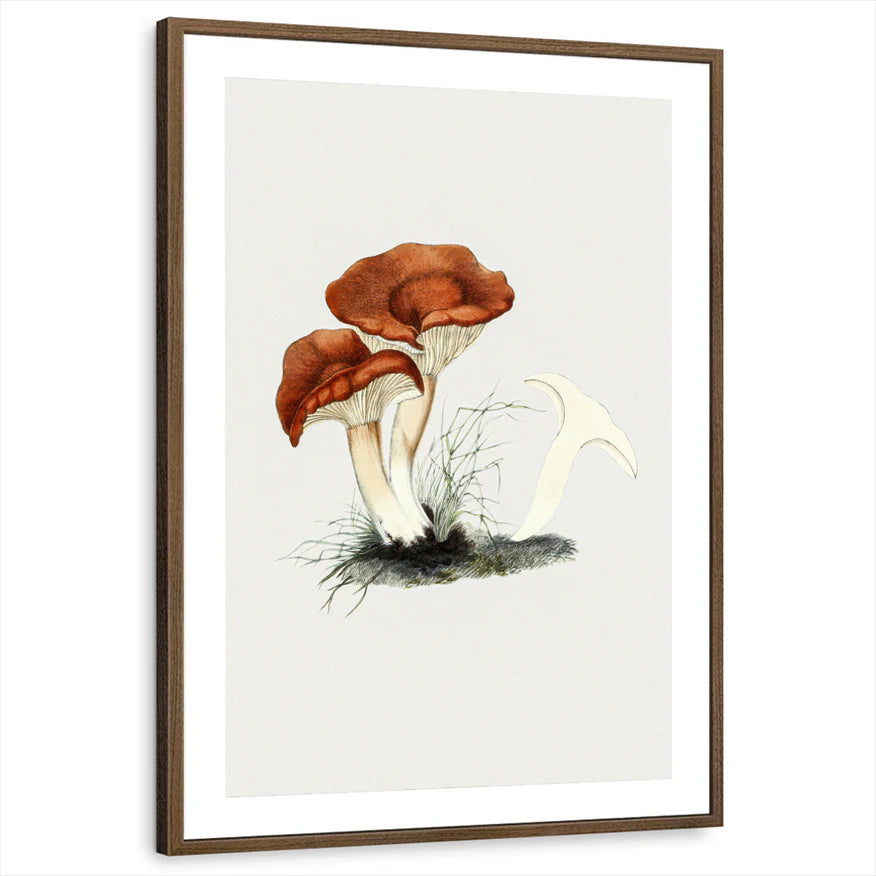 framed-print-brown-walnut-matted