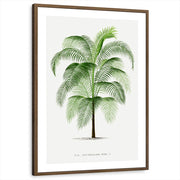 framed-print-brown-walnut-matted