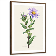 framed-print-brown-walnut-matted