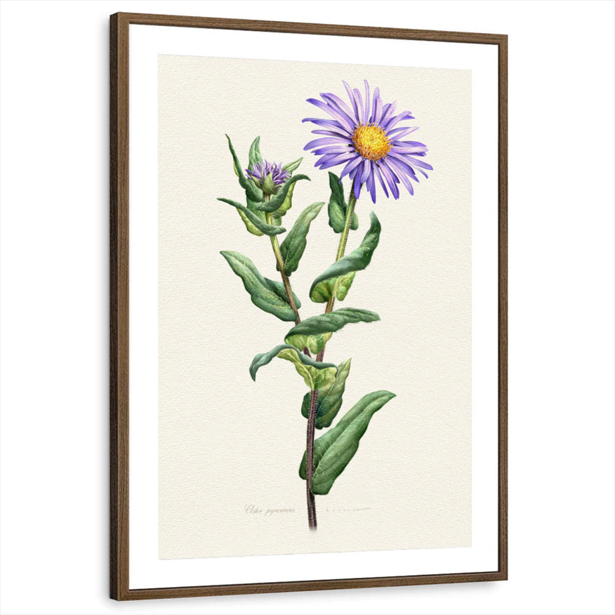 framed-print-brown-walnut-matted