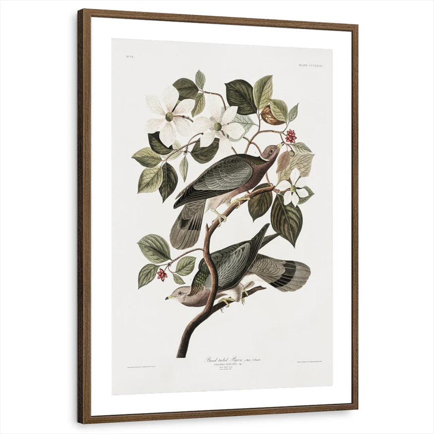 framed-print-brown-walnut-matted