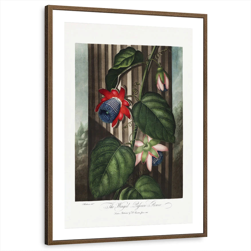 framed-print-brown-walnut-matted