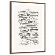 framed-print-brown-walnut-matted