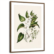 framed-print-brown-walnut-matted