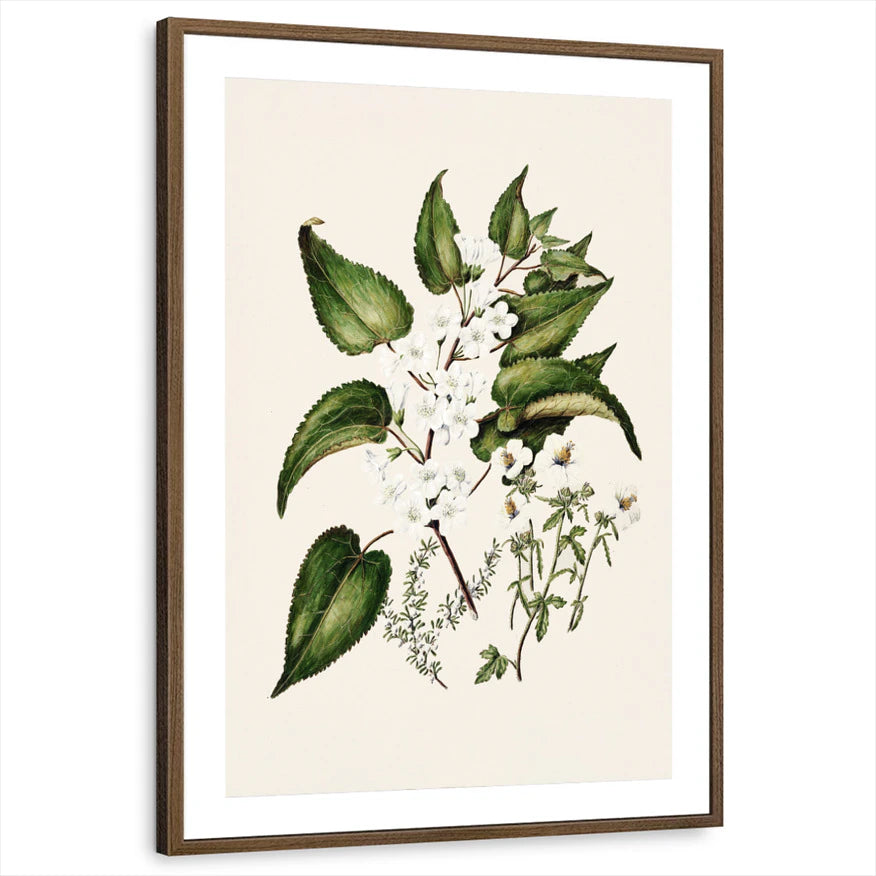 framed-print-brown-walnut-matted