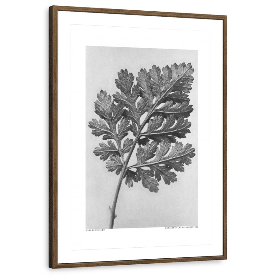 framed-print-brown-walnut-matted