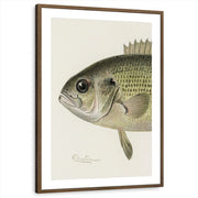 framed-print-brown-walnut-matted