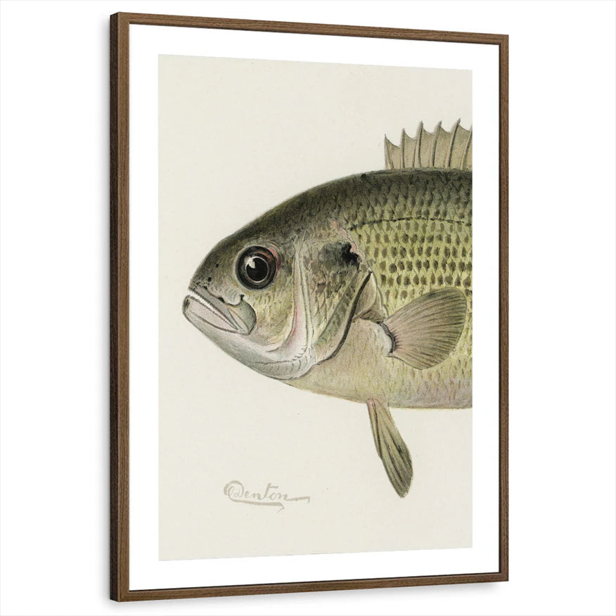 framed-print-brown-walnut-matted