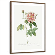 framed-print-brown-walnut-matted