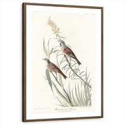 framed-print-brown-walnut-matted