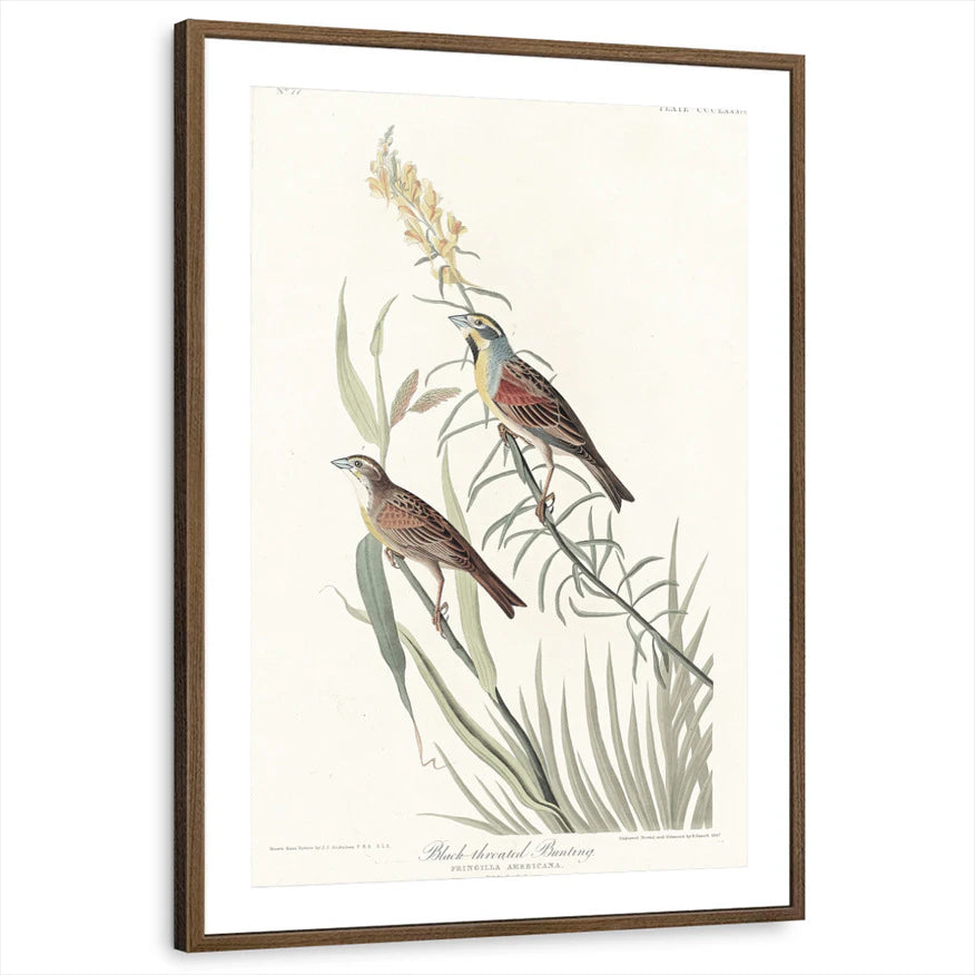 framed-print-brown-walnut-matted