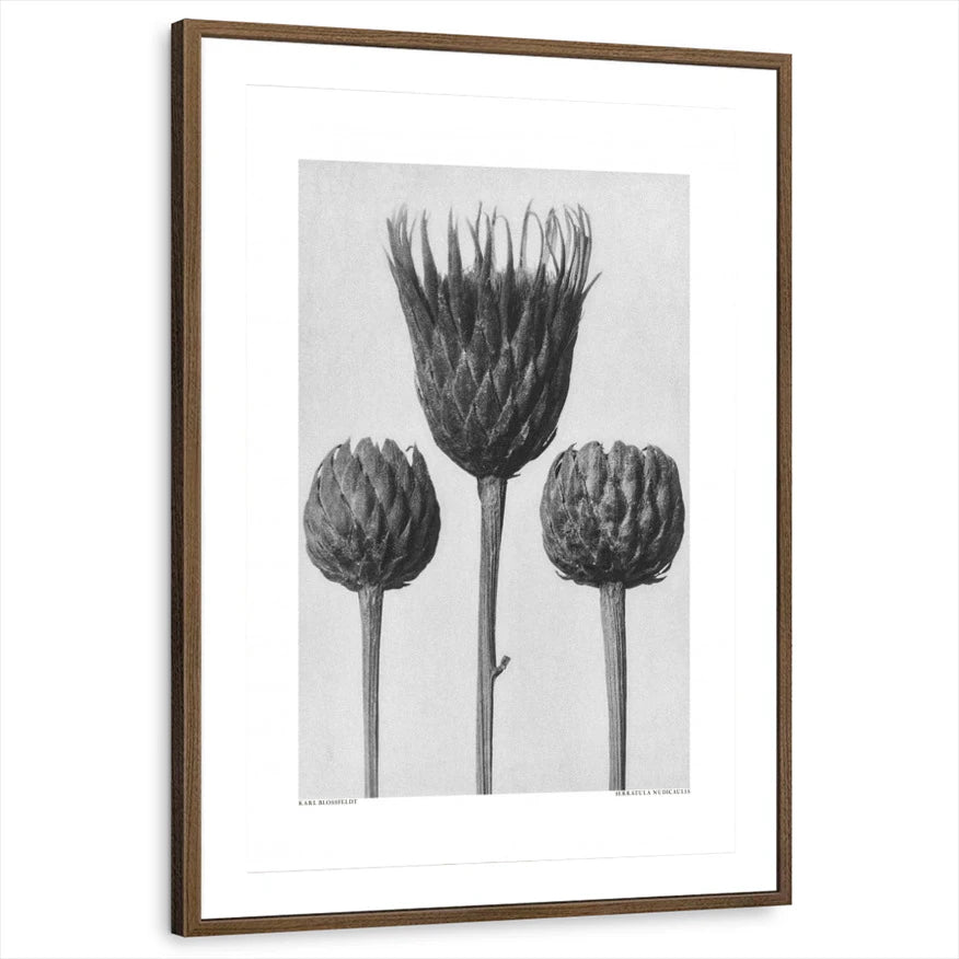 framed-print-brown-walnut-matted