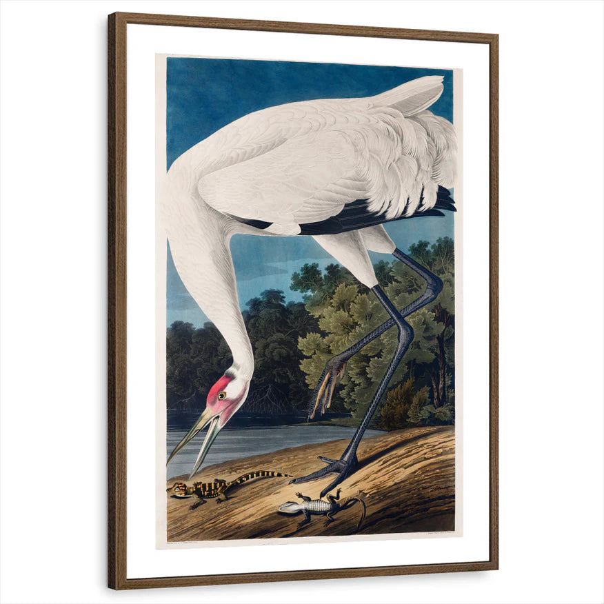 framed-print-brown-walnut-matted