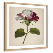 framed-print-natural-wood-white-border