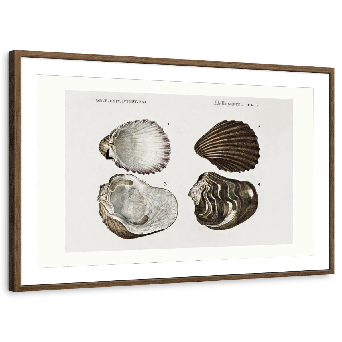 framed-print-brown-walnut-matted