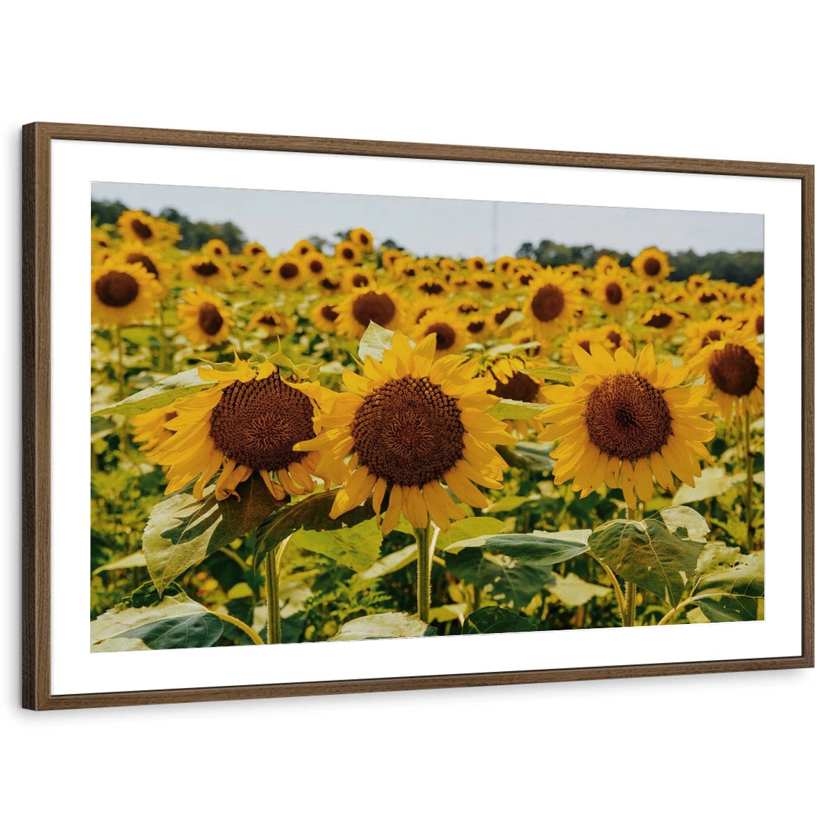 framed-print-brown-walnut-matted