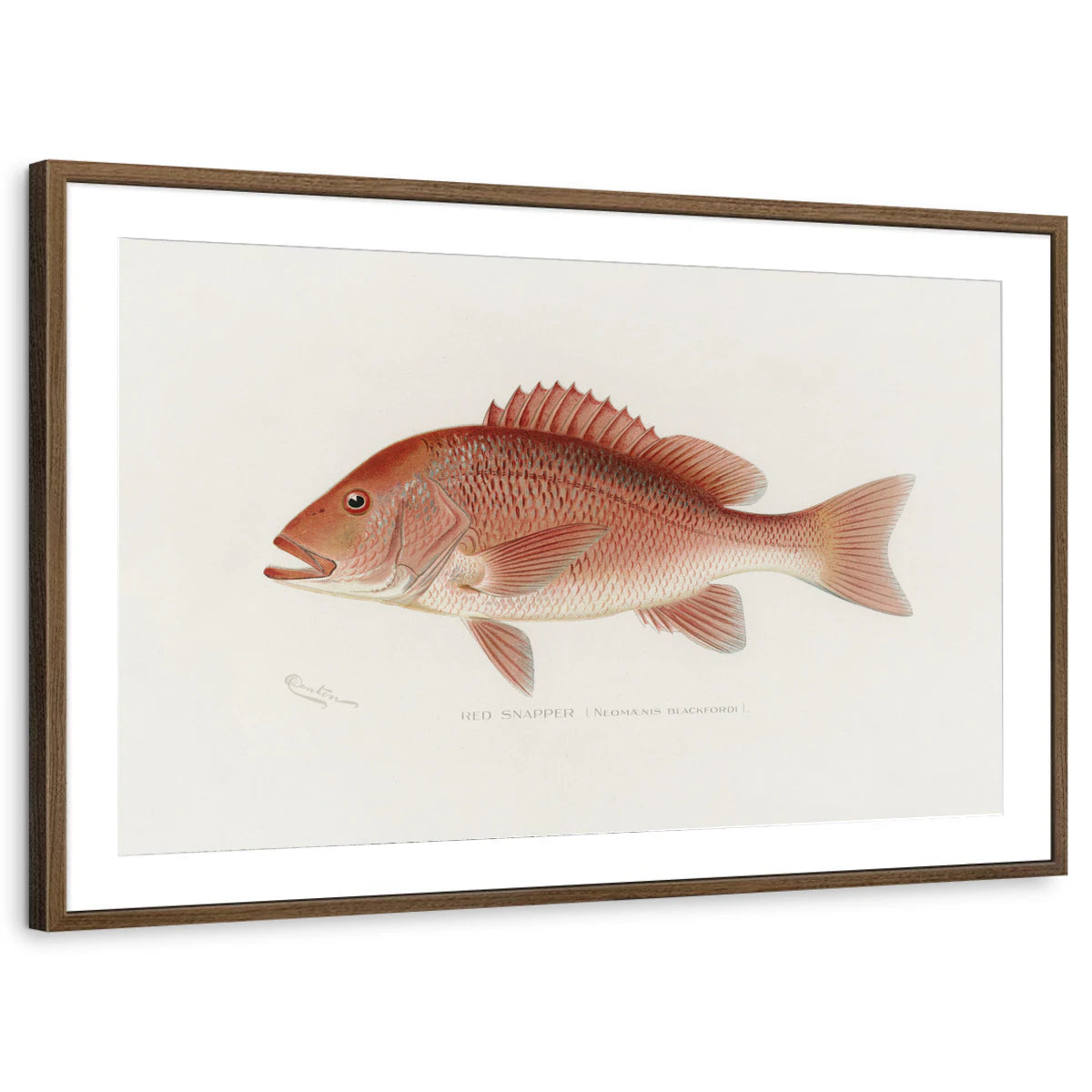 framed-print-brown-walnut-matted