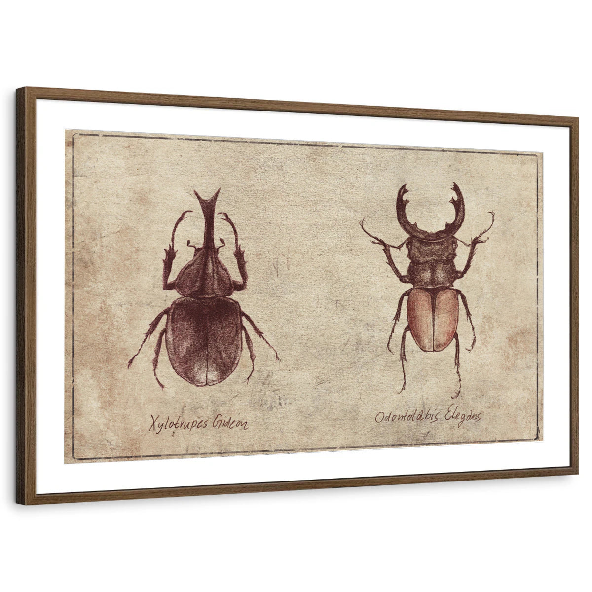 framed-print-brown-walnut-matted