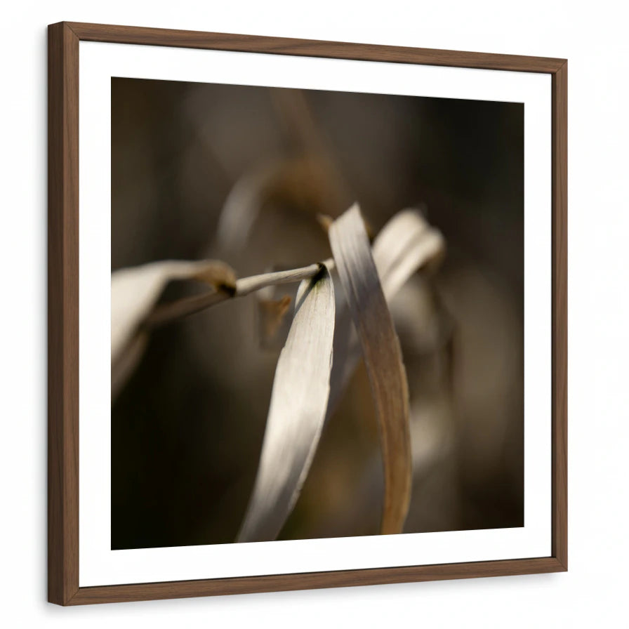 framed-print-brown-walnut-white-border
