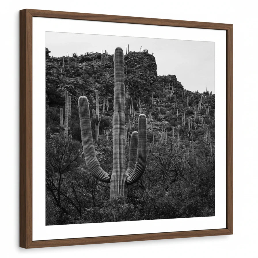 framed-print-brown-walnut-white-border
