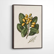 framed-canvas-dark-walnut