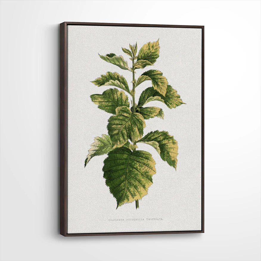 framed-canvas-dark-walnut