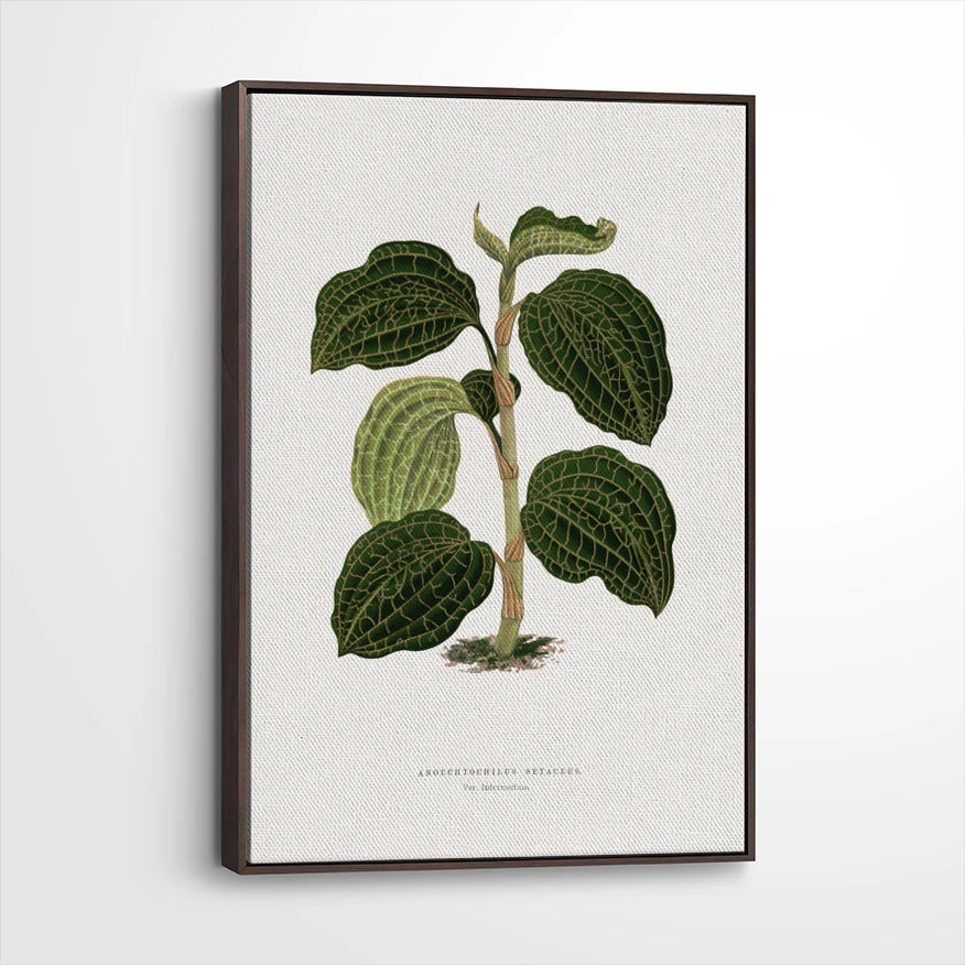 framed-canvas-dark-walnut
