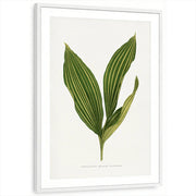 framed-print-white-matted