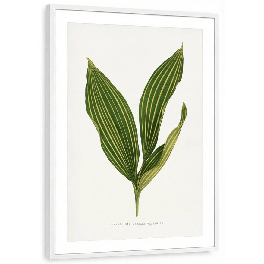framed-print-white-matted