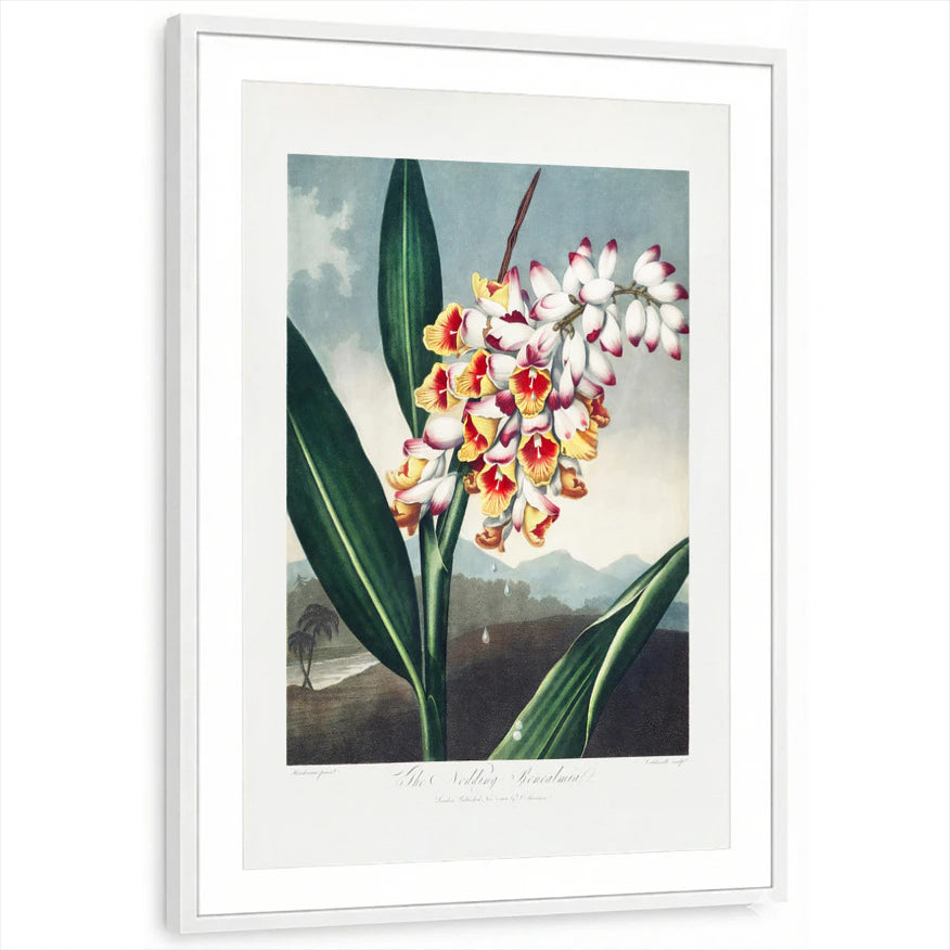 framed-print-white-matted