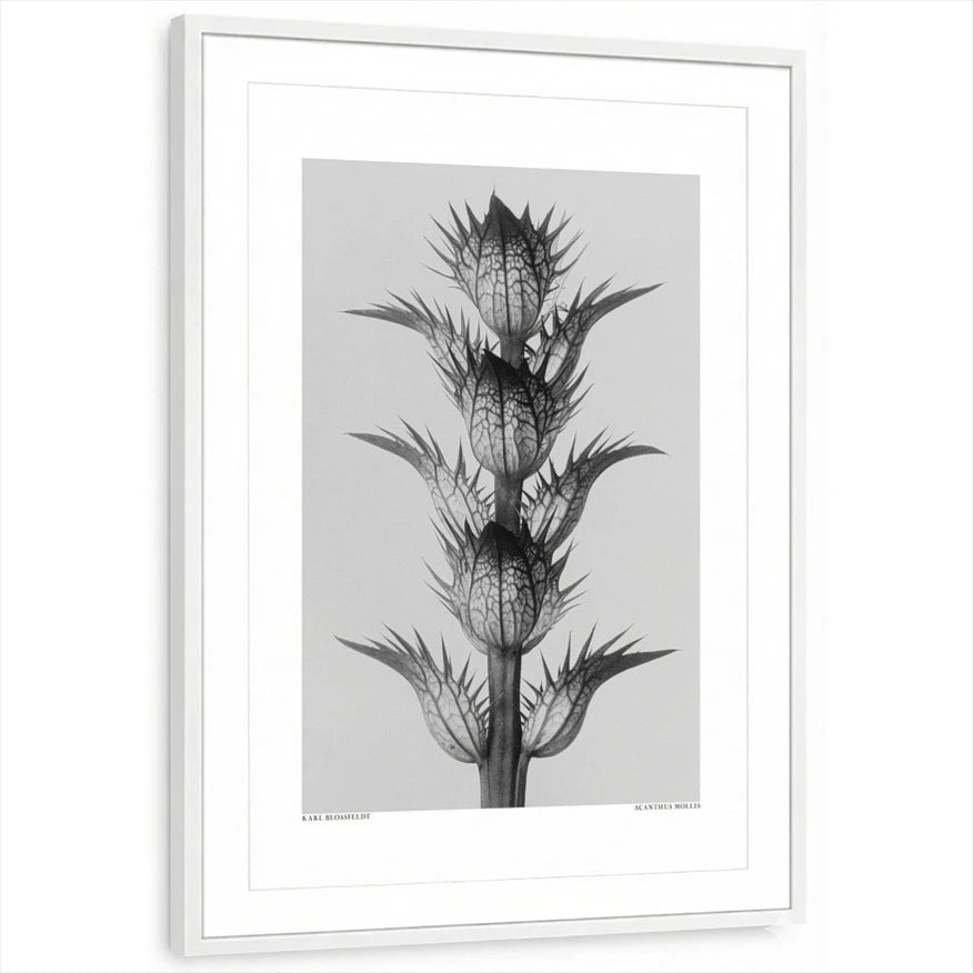 framed-print-white-matted