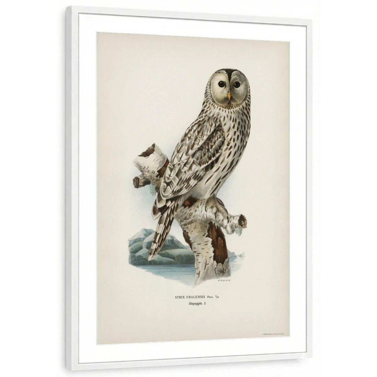 framed-print-white-matted