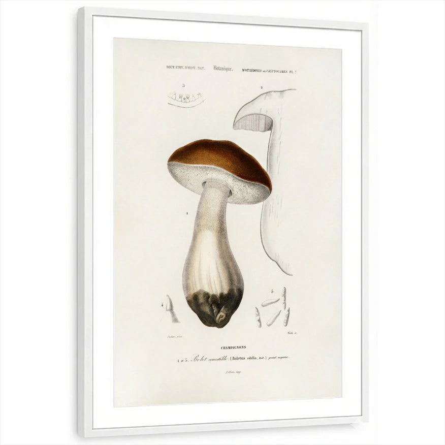 framed-print-white-matted