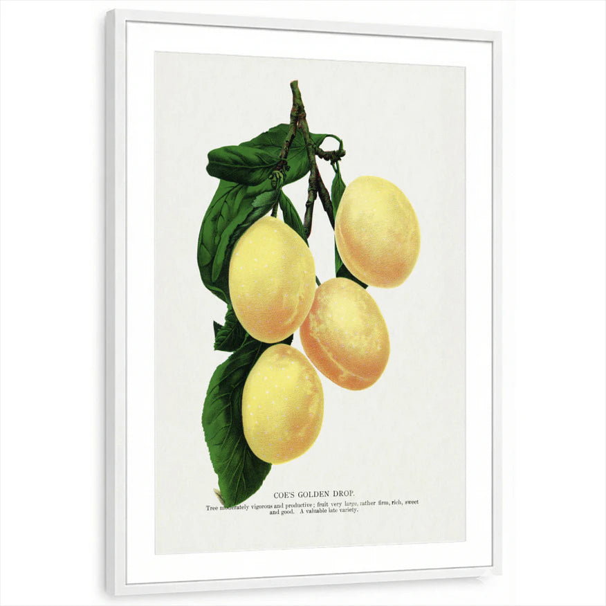 framed-print-white-matted