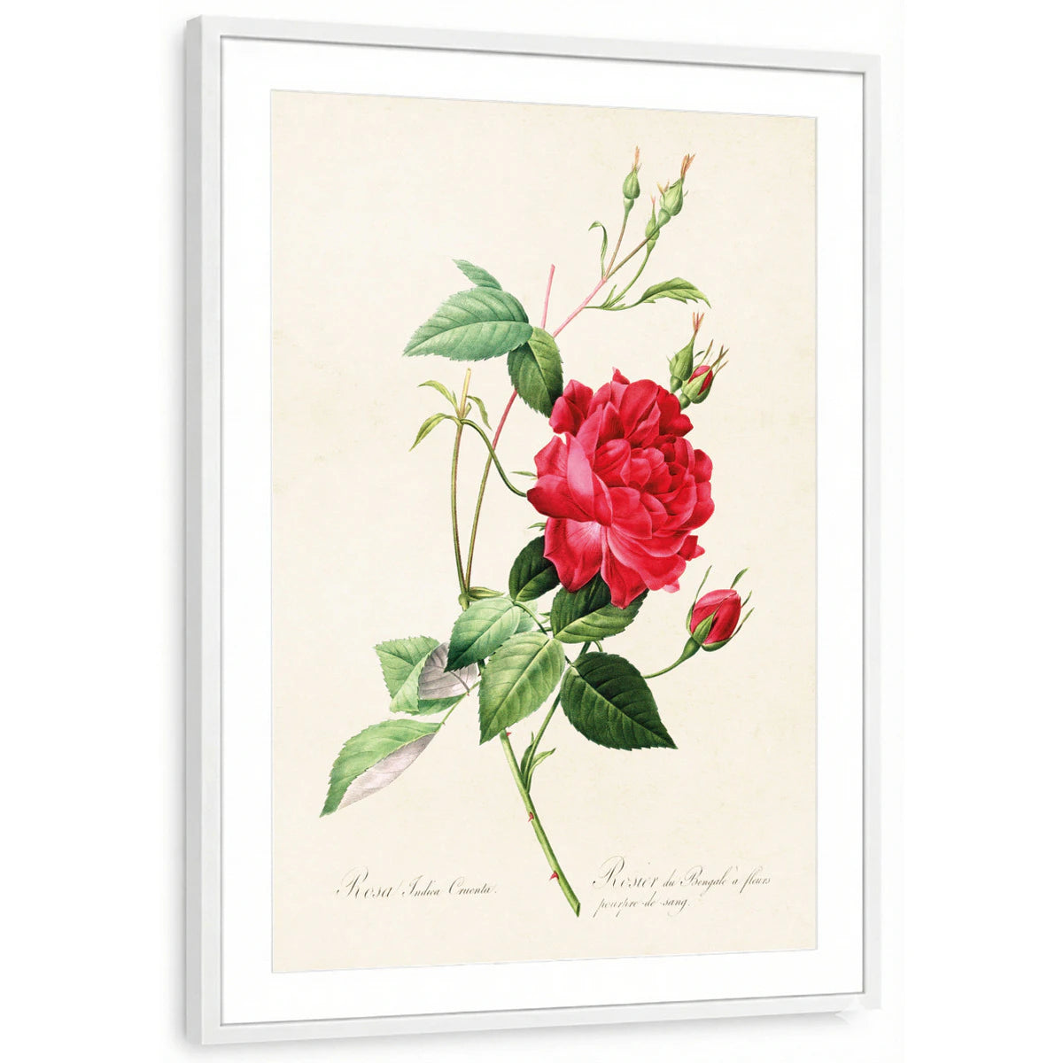 framed-print-white-matted