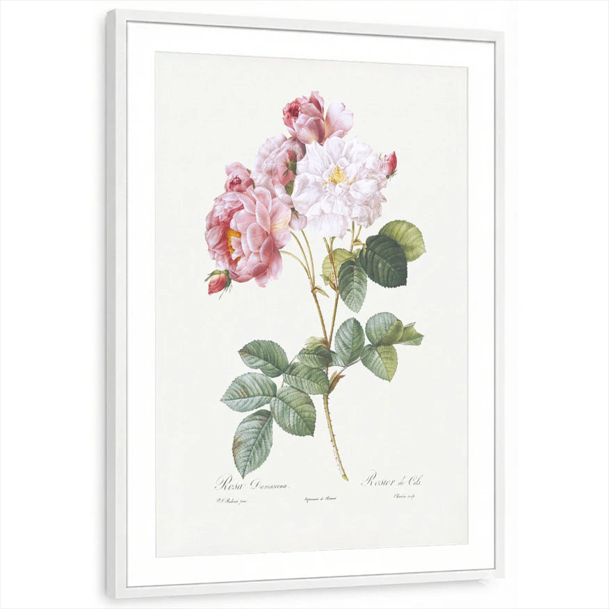 framed-print-white-matted