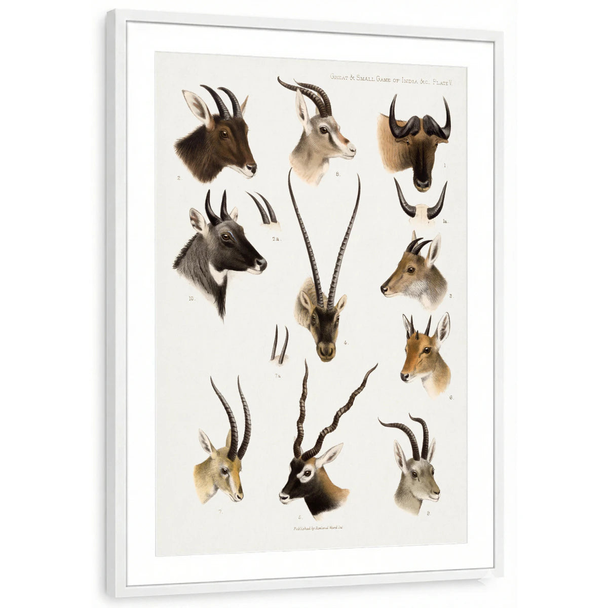 framed-print-white-matted