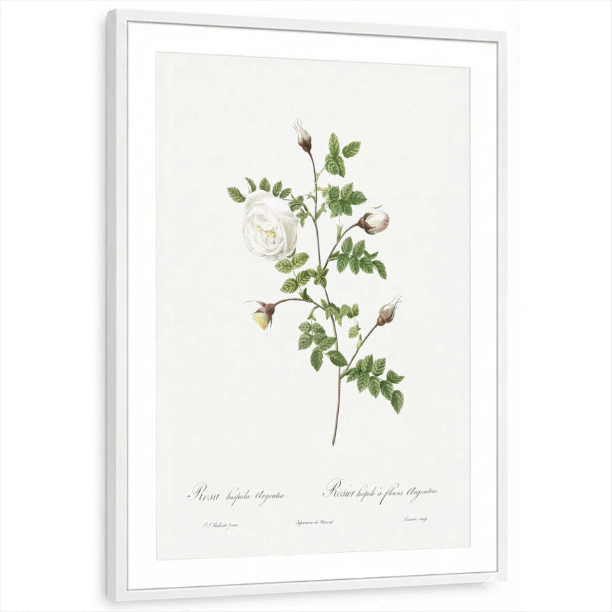 framed-print-white-matted