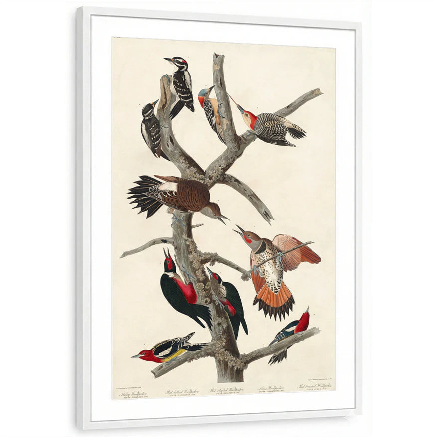 framed-print-white-matted