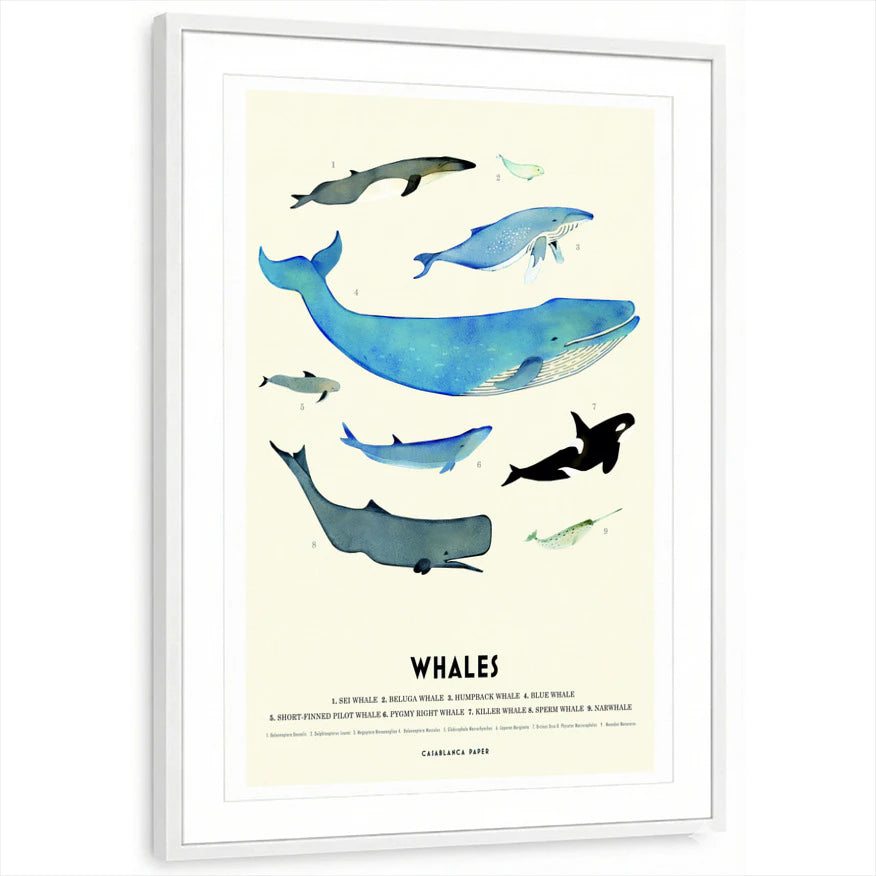 framed-print-white-matted