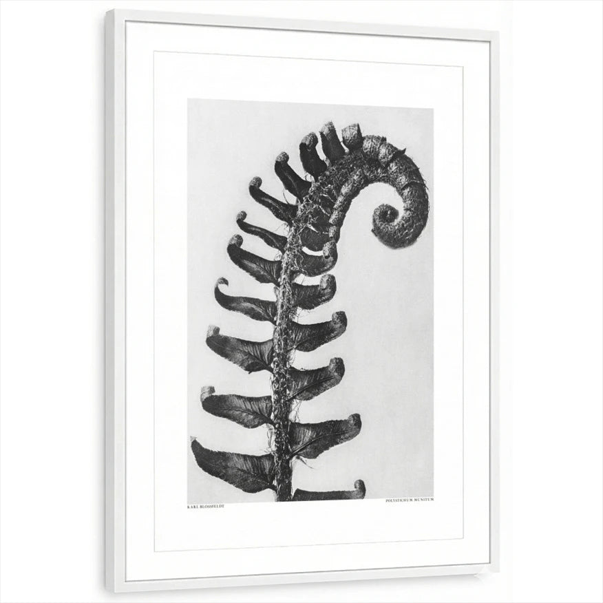 framed-print-white-matted
