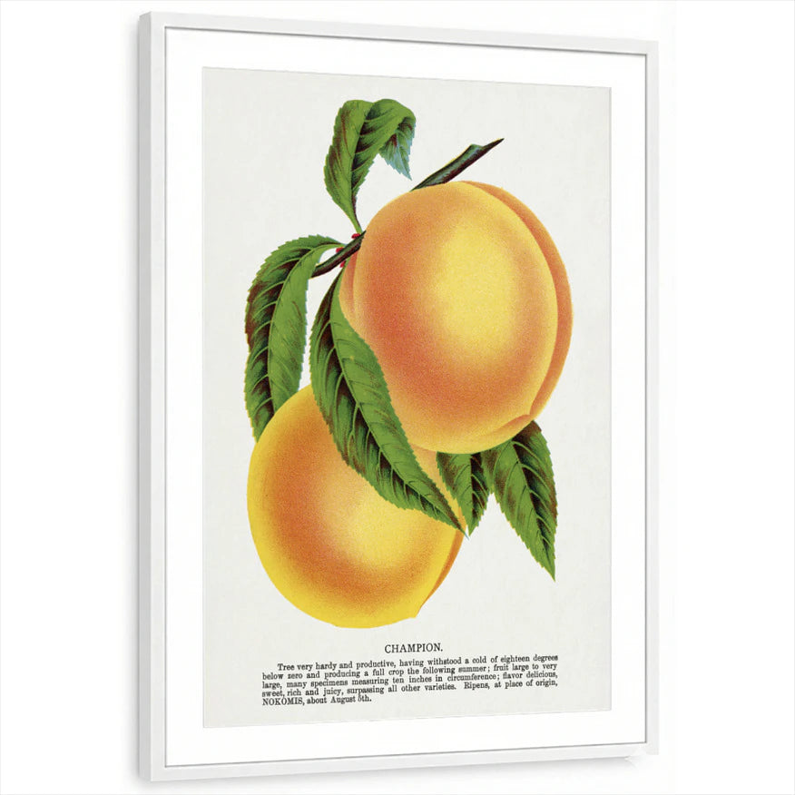 framed-print-white-matted