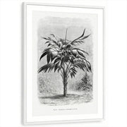 framed-print-white-matted