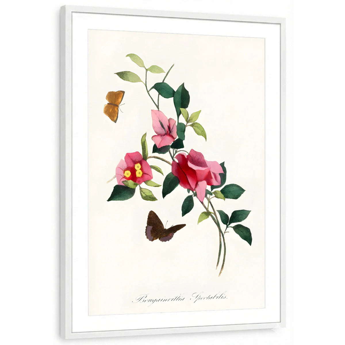 framed-print-white-matted