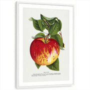 framed-print-white-matted