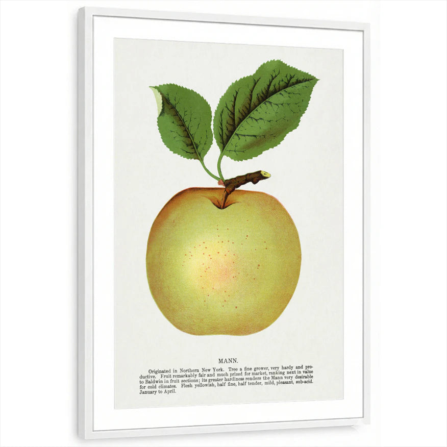 framed-print-white-matted